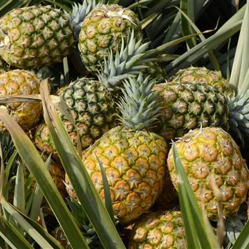 Inside the Pineapple Industry in Colombia