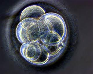 Image: A cloned human embryo Image: A cloned human embryo