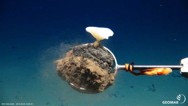 Image: A glass sponge. Image: A glass sponge.