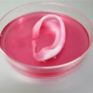 Image: 3D printed ear
