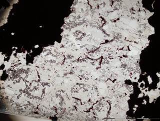 Image: Field of microscopic filamentous microfossils inside a rounded concretion from the jasper rock Image: Field of microscopic filamentous microfossils inside a rounded concretion from the jasper rock