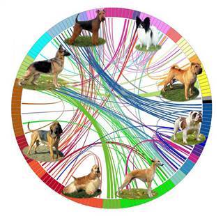 Image: A diagram representing the genetic analysis of dog breeds Image: A diagram representing the genetic analysis of dog breeds