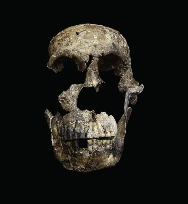 Image: A "Neo" skull of Homo naledi from the Lesedi Chamber Image: A "Neo" skull of Homo naledi from the Lesedi Chamber