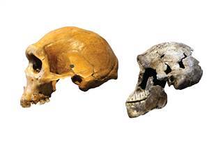 Image: Kabwe skull from Zambia and a "Neo" skull of Homo naledi Image: Kabwe skull from Zambia and a "Neo" skull of Homo naledi